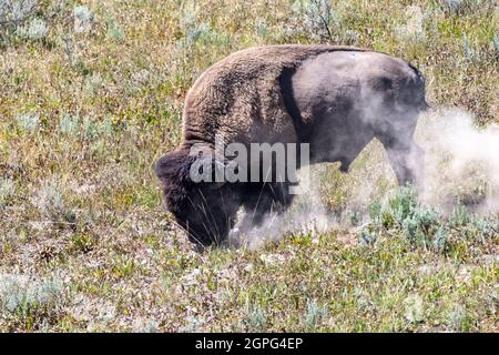 Bison rolls around in a pile of dirt, kicking up dust in Yellowstone National park Stock Photo
