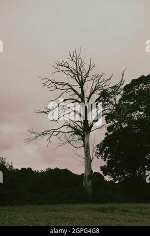 dead tree in a meadow Stock Photo