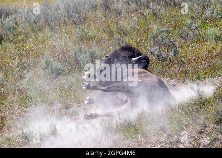 Bison rolls around in a pile of dirt, kicking up dust in Yellowstone National park Stock Photo