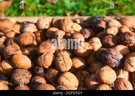 Harvested Walnuts in a crate lying in the grass Stock Photo