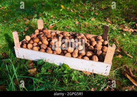 Harvested Walnuts in a crate lying in the grass Stock Photo