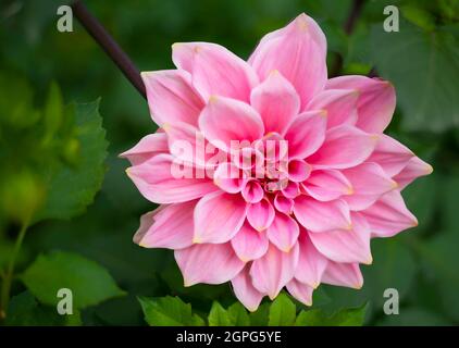 Bright dahlia. Summoning flower. Pink on green. Contrasts. Stock Photo