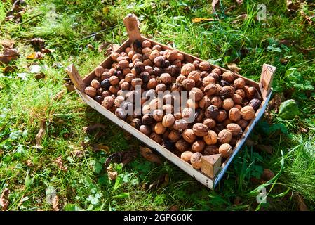 Harvested Walnuts in a crate lying in the grass Stock Photo