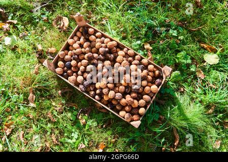 Harvested Walnuts in a crate lying in the grass Stock Photo