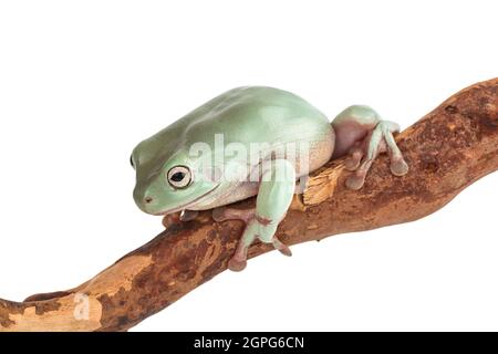 The Australian green tree frog on a branch isolated on white background with clipping path and full depth of field Stock Photo
