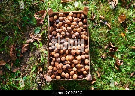 Harvested Walnuts in a crate lying in the grass Stock Photo