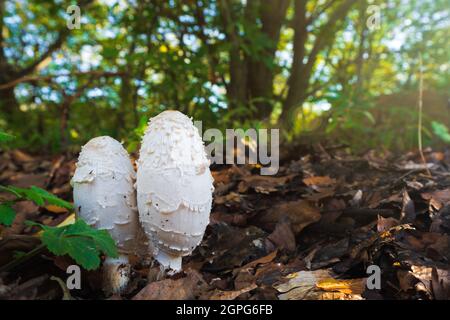 Coprinus comatus mushroom in autumn forest Stock Photo