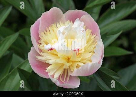 Single pink peony, Paeonia lactiflora of unknown variety, flower in close up with a white and yellow centre and a background of blurred leaves. Stock Photo