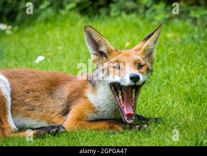 Close up of urban red fox, Vulpes vulpes, lying down yawning with wide open mouth showing sharo teeth in London garden, England, UK Stock Photo