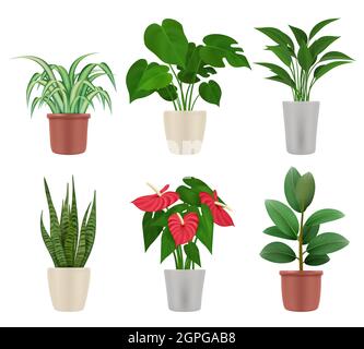 Decorative plants. Home flowers in pots colorful botanical illustrations vase with plants vector set Stock Vector