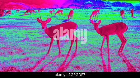 Herd of South Texas Deer at night under a IR Thermal Camera. Stock Photo