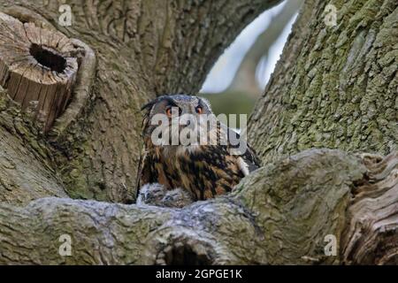 Eurasian eagle-owl / European eagle-owl (Bubo bubo) female with chicks in nest in tree Stock Photo
