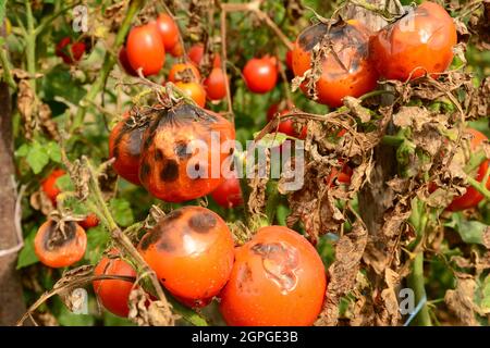 Tomatoes get sick by late blight. Phytophthora infestans. Stock Photo