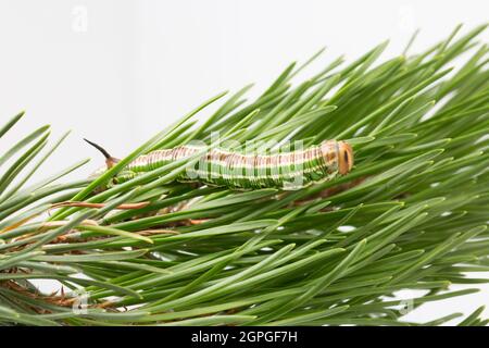 An example of the caterpillar of the Pine hawk moth, Hyloicus pinastri, photographed in a studio on pine leaves aganst a white background. Dorset Engl Stock Photo