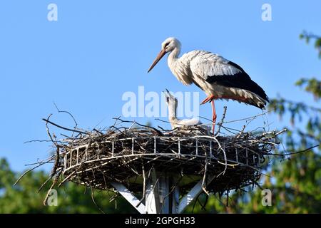 France, Doubs, Allenjoie, fauna, birds, wild animal, bird, wader, white stork (Ciconia ciconia), nest installed on a fitted out platform Stock Photo