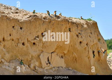 France, Doubs, Osselle, fauna, Wild animal, Bird, Coraciiforme, European bee-eater (Merops apiaster), reproduction, sand quarry, small group of animals, sand bank, Bank swallow Stock Photo