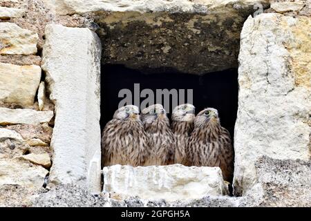 France, Doubs, fauna, birds, wild animal, diurnal raptor, falcon, nested installed in the skylight of a farm, chicks Stock Photo