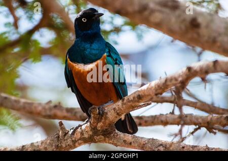 Kenya, Tsavo West National Park, Superb starling (Lamprotornis superbus) Stock Photo