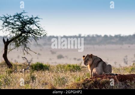 Africa, Kenya, Tsavo West National Park, one young male lion lying down (Panthera leo) Stock Photo