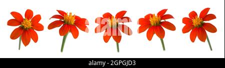 set of bright orange mexican sunflowers or tree marigold or mexican tournesol or japanese sunflowers isolated on white background Stock Photo
