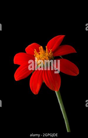 bright reddish orange mexican sunflower or tree marigold or mexican tournesol or japanese sunflower isolated on black background Stock Photo