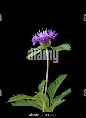 common knapweed or black knapweed, pink and purple flower with leaves isolated on black background Stock Photo