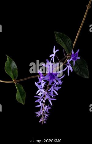 petrea volubilis flower with leaves, commonly known as purple wreath, queen's wreath, sandpaper vine or nilmani, attractive pale blueish violet blooms Stock Photo