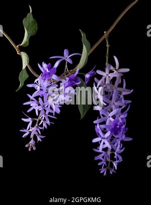 petrea volubilis flower with leaves, commonly known as purple wreath, queen's wreath, sandpaper vine or nilmani, attractive pale blueish violet blooms Stock Photo