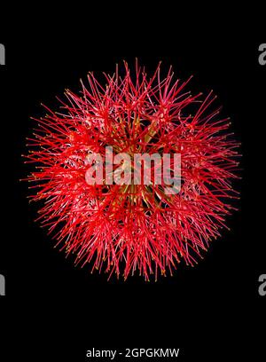 calliandra flower, commonly known as powder puff lily or blood, fireball flower, puff ball shaped, vibrant red and pink color bloom isolated on black Stock Photo