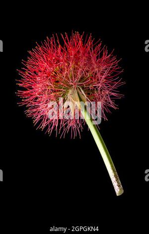 calliandra flower, commonly known as powder puff lily or blood , fireball flower, puff ball shaped, vibrant red and pink color bloom isolated on black Stock Photo