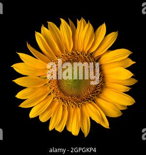 sunflower, beautiful bright yellow flower head isolated on black background, closeup Stock Photo
