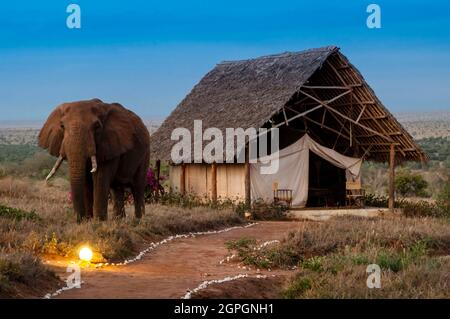 Kenya, Taita Hills, Lualenyi Camp, Elephant (Loxodonta africana) near a tent Stock Photo