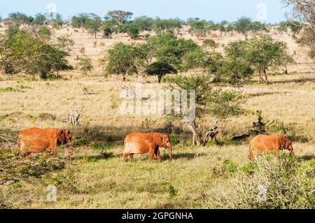 Kenya, Taita Hills Wildlife Sanctuary, Elephant (Loxodonta africana) Stock Photo