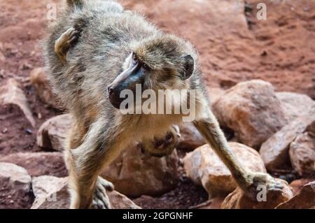 Kenya, Tsavo East National Park, Olive baboon (Papio anubis), mother and son Stock Photo