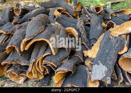Portugal, Algarve, sierra de Monchique, cork oak Stock Photo