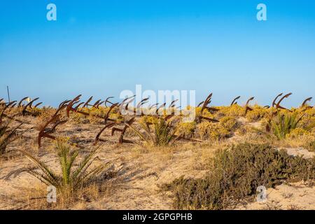 Portugal, Algarve, Tavira, Ria Formosa natural park, island and Praia do Barril beach, cemetery of anchors Stock Photo