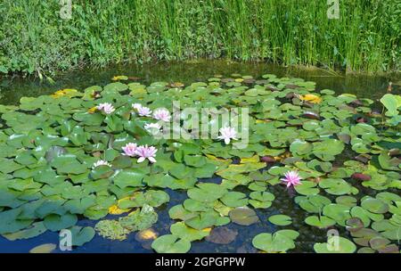 France, Aquitaine, Dordogne, Black Périgord, Water lily Stock Photo