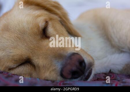 Closeup on light brown golden retriever dog sleeping. Portrait of pet resting at home bed Stock Photo