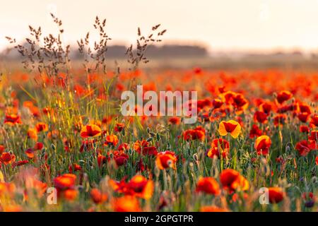 France, Somme, Baie de Somme, Saint Valery sur Somme, Pendé, field of poppies Stock Photo