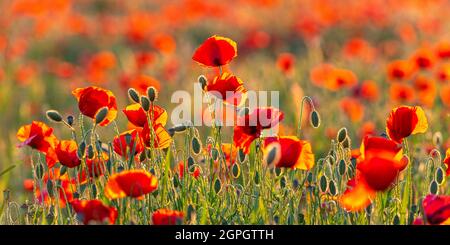 France, Somme, Baie de Somme, Saint Valery sur Somme, Pendé, field of poppies Stock Photo