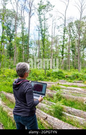 France, Val d'Oise, Montmorency forest, Ink disease (pathogen Phytophthora), Cécile Robin studies satellite photographs with the progress of the disease in the field Stock Photo