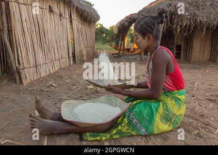 Madagascar, Menabe region, Bemaraha massif, the Tsiribihina river, rice preparation Stock Photo