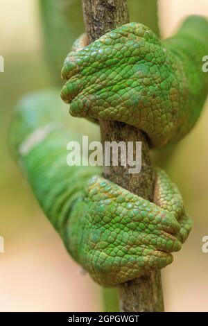 Madagascar, East, Parson's chameleon (Calumma parsonii) Stock Photo