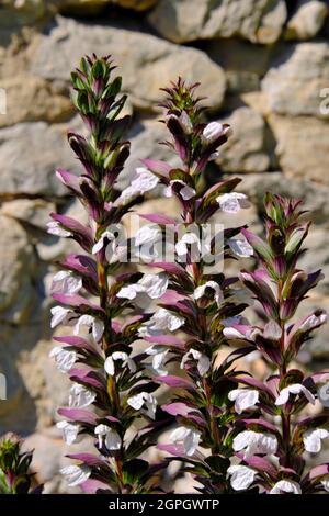 France, Var, Ollioules, under the castle, the Vintimille garden, a former medieval garden, Acanthus mollis, flowers Stock Photo