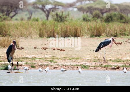 Kenya, Tsavo West National Park, Shore of Lake Jipe, Marabou storks (Leptoptilos crumenifer), yellow-billed duck (Anas undulata), common sandpiper (Actitis hypoleucos) Stock Photo