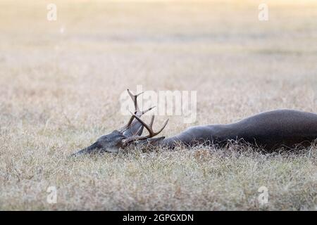 Male white-tailed buck deer Odocoileus virginianus with tall antlers laying down in suburban Texas backyard. Stock Photo