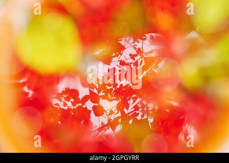 Autumn Leaf, sunlight, defocused abstract background, glowing ethereal beauty in nature Stock Photo