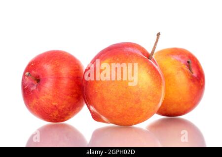 Three juicy organic yellow-red plums , close-up, isolated on white. Stock Photo