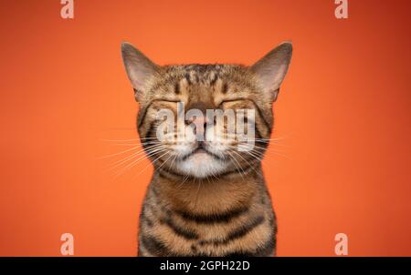 sleepy brown bengal cat with eyes closed portrait on orange background Stock Photo