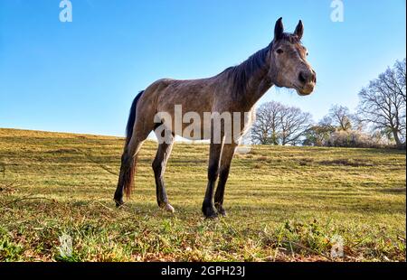 Wild horse on a green meadow. Photographed from below. Stock Photo